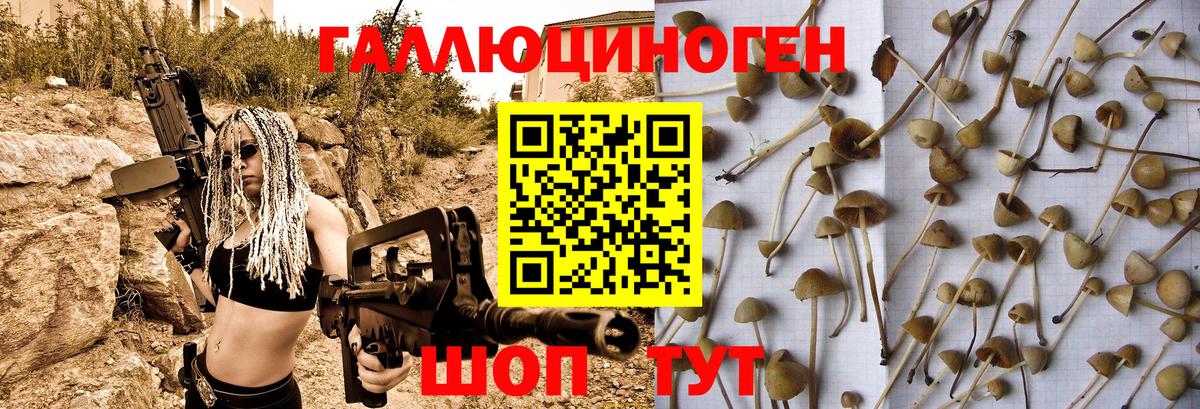Псилоцибиновые грибы Psilocybe Донской
